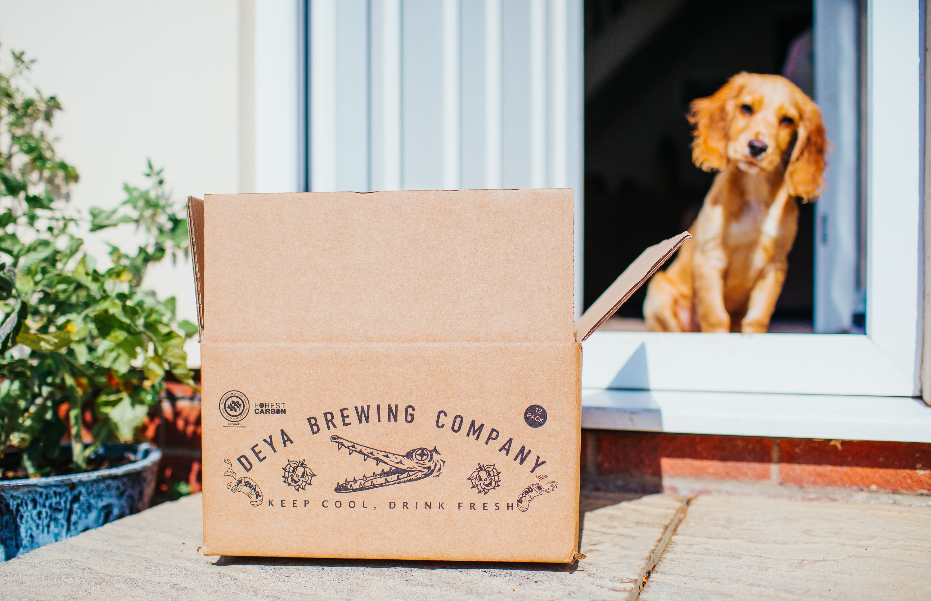Deya Brewing Company 12-pack craft beer delivery box Keep Cool Drink Fresh on doorstep with golden dog in background - Brewser craft beer subscription box direct from brewery delivered to your door UK